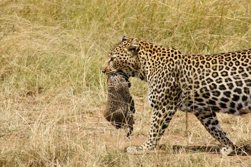 Fototapeta na wymiar Female African leopard carrying her cub in her mouth, Masai Mara, Kenya