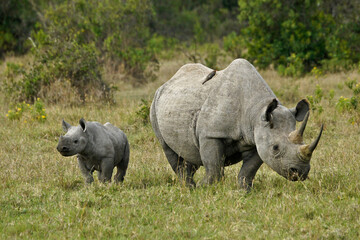 Black rhinoceros calf with its mother, and a red-billed oxpecker on her back, Ol Pejeta...