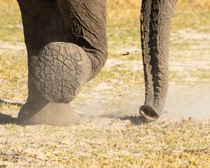 Elephant close up of bottom of foot and trunk