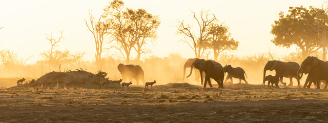 Elephant herd and wild dogs in the sunset and dust