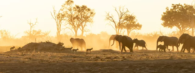 Fotobehang Elephant herd and wild dogs in the sunset and dust © Penny