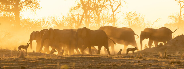 Elephant herd in the sunset with wild dogs and lots of dust - obrazy, fototapety, plakaty