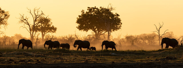 Elephant silhouette in the sunset