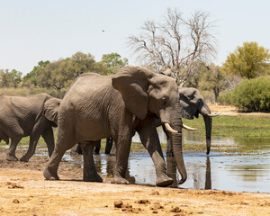 Elephant herd at the river 