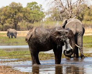Elephant youngster spraying water