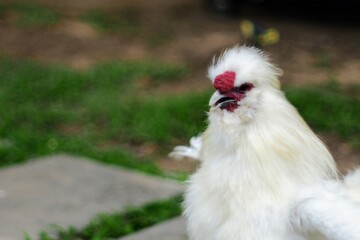 chicken on the grass 
