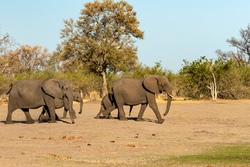 Plakat Elephant herd rushing to the river for a drink