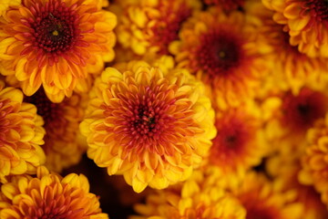 beautiful brownish orange chrysanthemum flowers. Chrysanthemum flower has many types and a variety of beautiful colors. this flower grows in the cool mountainous regions.