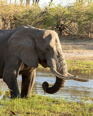 Elephant close up of head and front