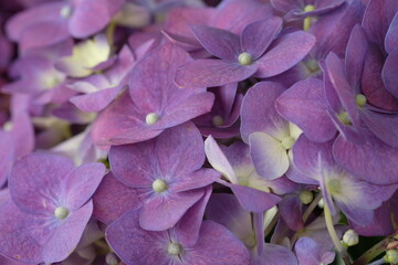 Hortensia is the genus name of 70-75 species of flowering plants native to Asia and America. Most...