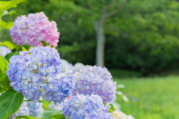 Obraz premium 紫陽花