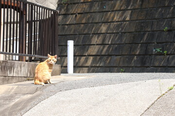 路地で休む野良猫