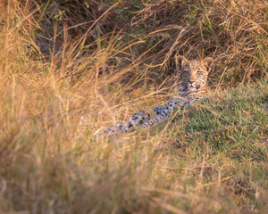 Leopard Panthera Pardus cub in the long grass