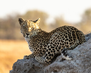 Leopard Panthera Pardus sitting on a termite mound