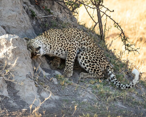 Fototapeta na wymiar Leopard Panthera Pardus scent marking on a termite mound