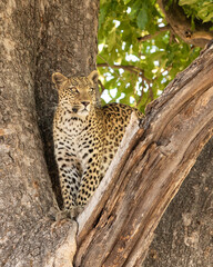 Leopard Panthera Pardus standing in the v of a sausage tree