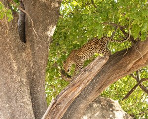 Fototapeta na wymiar Leopard Panthera Pardus in a sausage tree