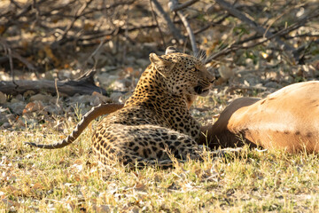 Leopard Panthera Pardus resting after just killing an impala