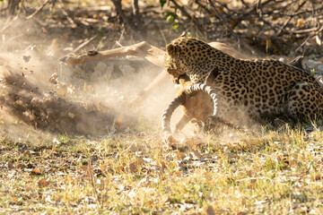 Leopard Panthera Pardus epic battle to kill impala 