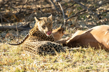 Leopard Panthera Pardus resting after just having killed an impala