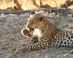 Leopard Panthera Pardus cleaning her paw