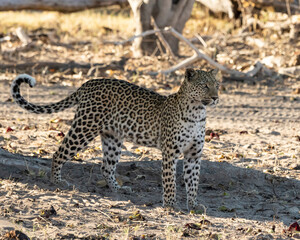 Leopard Panthera Pardus standing in the shade