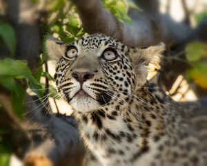 Leopard Panthera Pardus cub in a tree