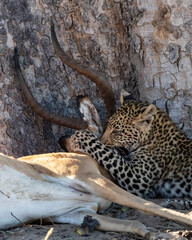 Leopard Panthera Pardus cub practicing to kill an impala