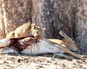 Leopard Panthera Pardus cub feeding on impala kill