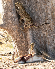 Leopard Panthera Pardus mother  jumping into a sausage tree, cub watching with impala kill