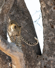 Leopard Panthera Pardus in a sausage tree