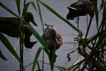 Wild ducks on the lake among the reeds at the sunset