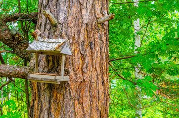 An old bird feeder on a tree.
