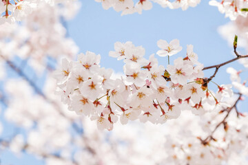 Obraz premium Beautiful blooming cherry blossom [sakura] detail and close up at Springtime is South Korea