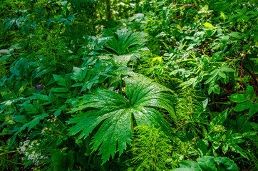 Green burdocks on the river bank.