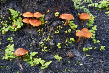 Little brown mushrooms scattered amongst small green plants, growing at the base of a burnt tree...