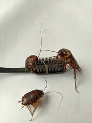 The insect curses towards the toothbrush.