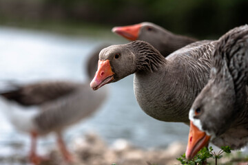 Closeup portrait of a wild goose in its natural surroundings. Wild Goose Portrait. A wild goose by the lake.