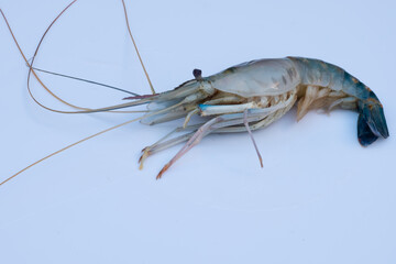 Lobster isolated on a white background

