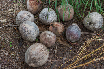 Sprout of the coconut tree and a pile of brown dry ripe and old coconuts on the ground 
