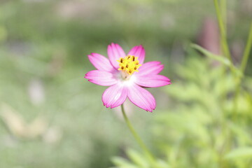 Fototapeta premium Cosmos