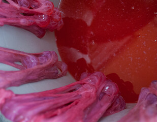 Pork gut with blood in a bucket, part of the large intestine, used for all types of cured and...