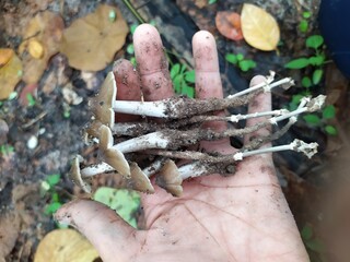 
Pick mushrooms that grow in the middle of the forest