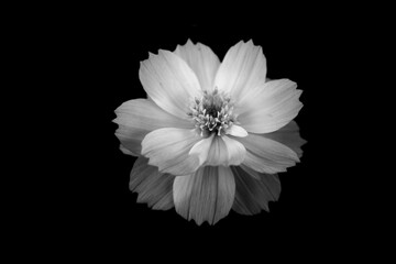 flower with black and white background and black background