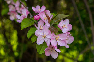Obraz premium pink flowers