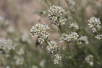 Clusters of tiny white flowers on Desert Pepperweed, Lepidium Fremontii, native Perennial in Pioneertown Mountains Preserve, Southern Mojave Desert, Springtime.