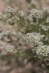 Clusters of tiny white flowers on Desert Pepperweed, Lepidium Fremontii, native Perennial in Pioneertown Mountains Preserve, Southern Mojave Desert, Springtime.