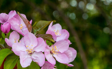 pink cherry blossom