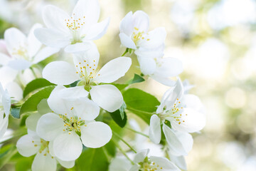 white cherry blossom