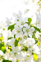 white cherry blossom